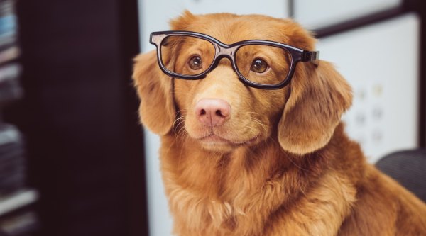 A fluffy Nova Scotia Duck Tolling Retriever looking smart while wearing black glasses with plastic frames